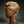 Bequeen Light Blonde Frame Sexy 13×4 Frontal Lace Pixie Short Cut Wig