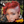 BeQueen Wig PIXIE WIGS Bequeen One Side Part Red Pixie Lace Wig