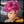 BeQueen Wig FULL LACE WIG Bequeen Pink Curly Sexy Full Lace Wig
