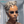 BeQueen Wig PIXIE WIGS Bequeen Silver Waves Pixie Lace Wig