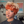 overseas PIXIE WIGS Curly Bequeen Honey Burnt Machine Made Pixie Wig