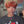 Bequeen Honey Burnt Machine Made Pixie Wig